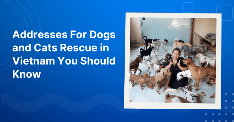 Dogs and Cats Rescue in Vietnam