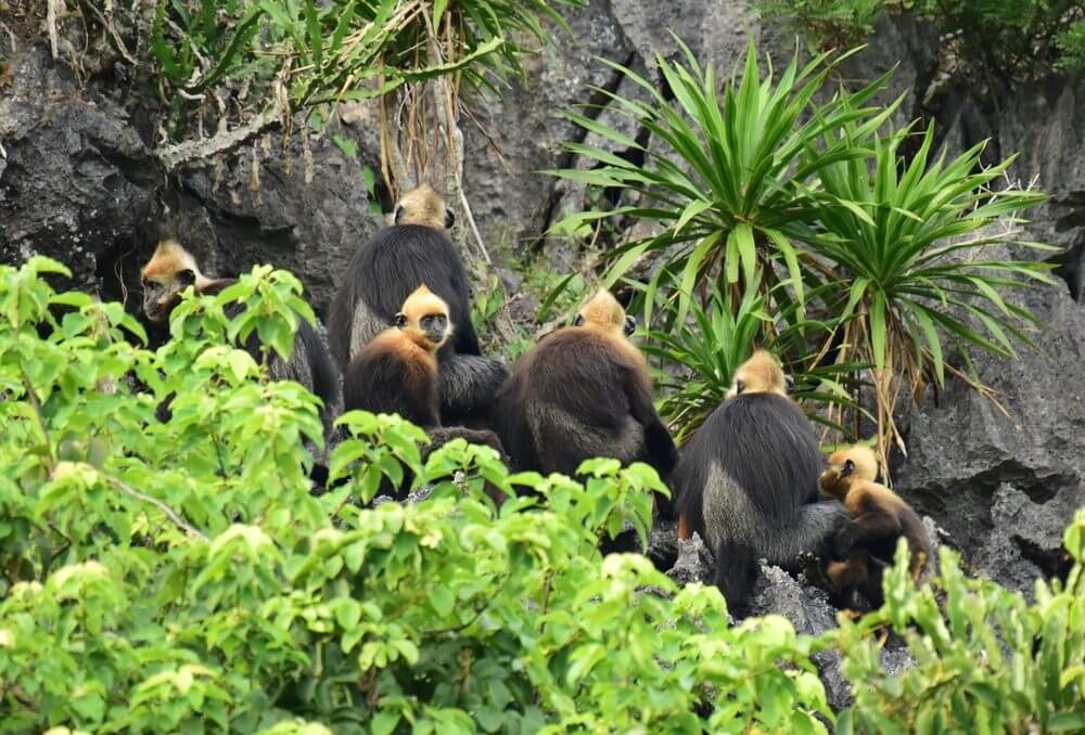 Cat Ba National Park