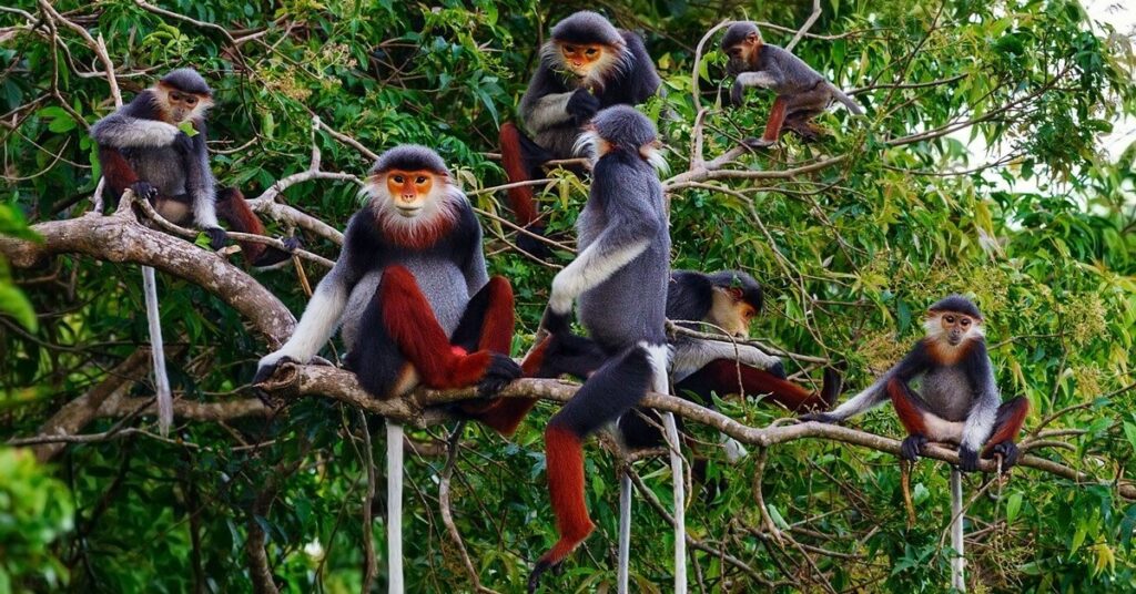 The Endangered Primate Rescue Center, Cuc Phuong National Park