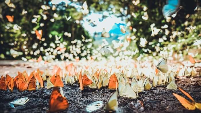 The butterfly season in Cuc Phuong