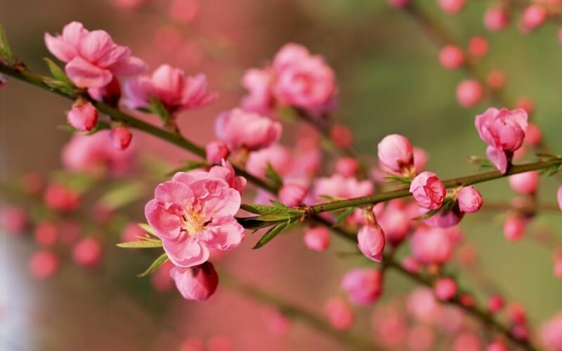 Peach Blossom (Hoa đào)