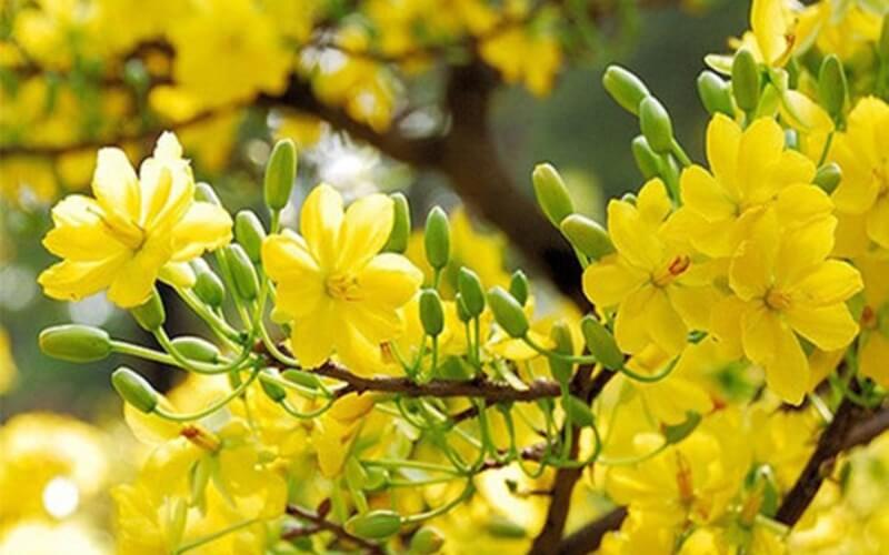 Yellow Apricot Blossom (Hoa mai vàng)