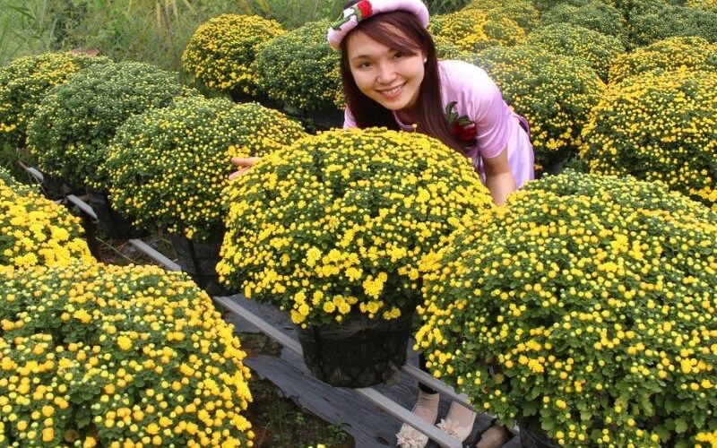 Chrysanthemum (Hoa cúc)