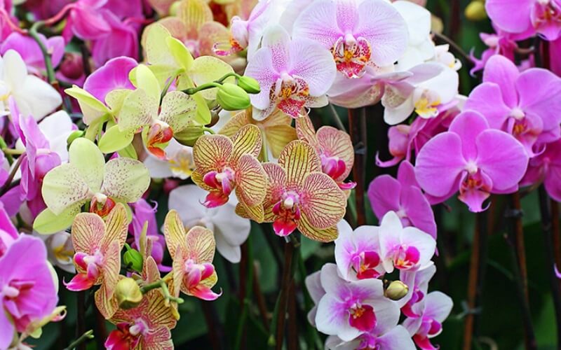 Orchids (Hoa lan)