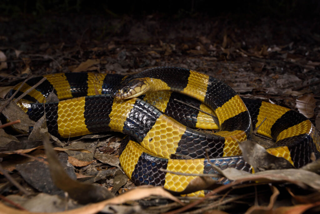Banded Krait - The Night Hunter