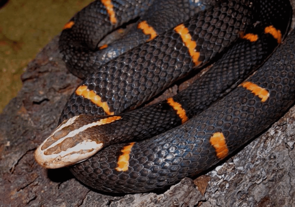 Fea's Pit Viper - The Northern Mountain Species