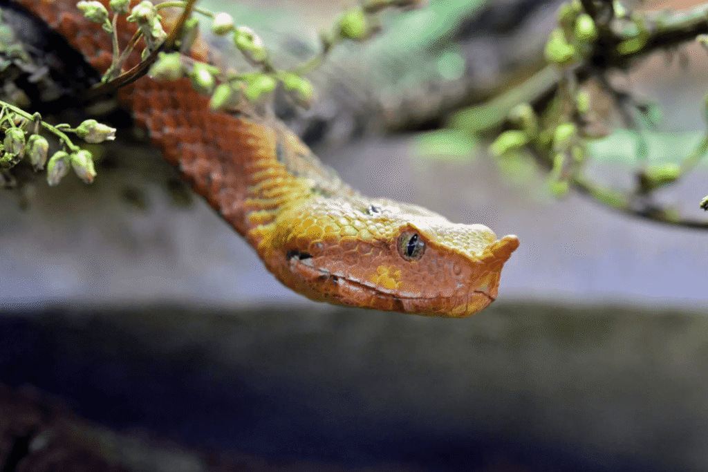 Horned Pit Viper - The Limestone Specialist
