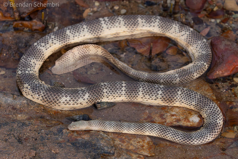 Peron's Sea Snake - The Coastal Threat