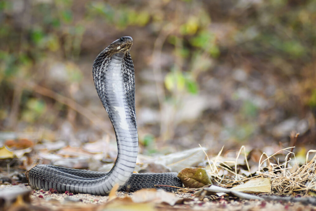 Siamese Spitting Cobra - The Defensive Sprayer