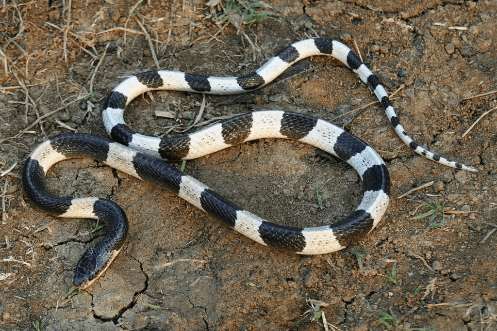 Which Vietnamese Snake Species Pose the Greatest Threat to Tourists