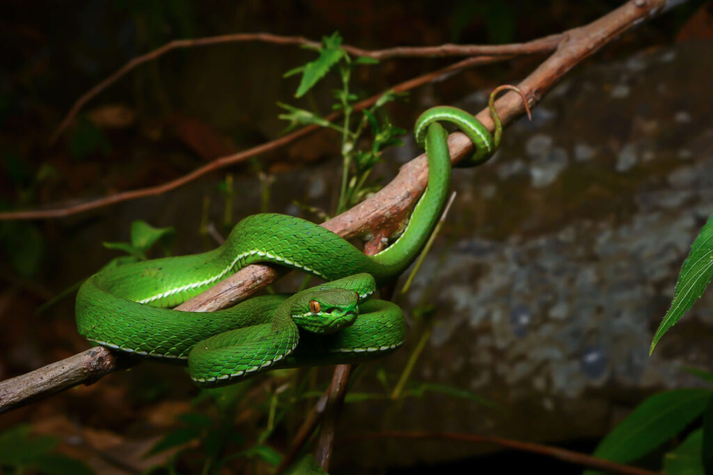 White-Lipped Pit Viper - The Tree Dweller