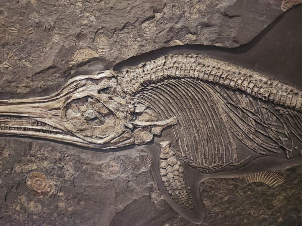 What is fossilization in language learning?